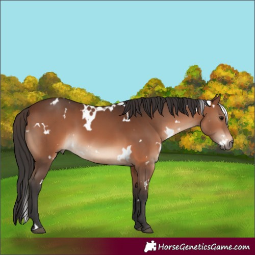Horse Color:White Spotted Brown 