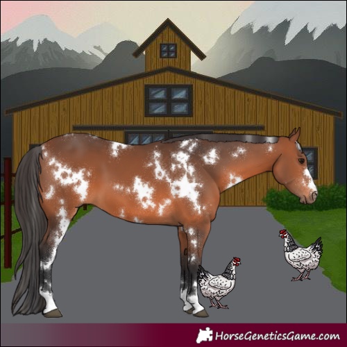 Horse Color:White Spotted Bay 