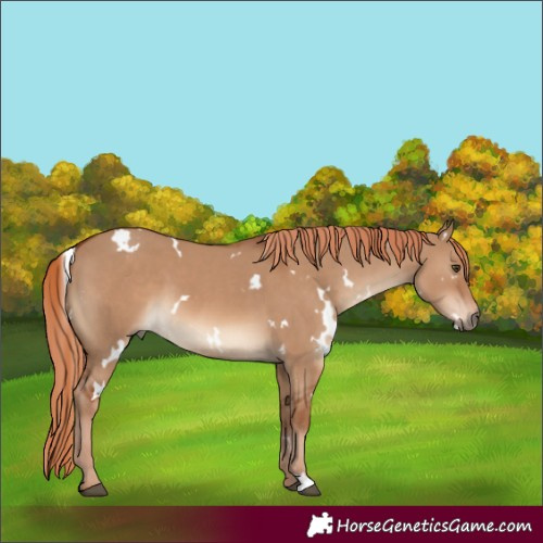 Horse Color:White Spotted Red Dun 