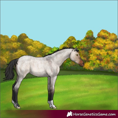 Horse Color:Brown Roan Dun 