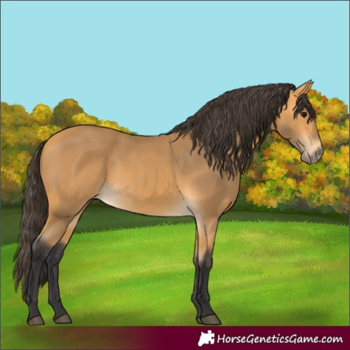 Horse Color:Buckskin 