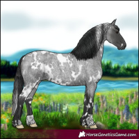 Horse Color:White Spotted Blue Roan 