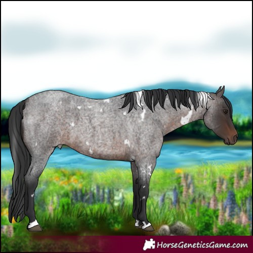 Horse Color:White Spotted Brown Roan