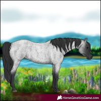Horse Color:Blue Roan 