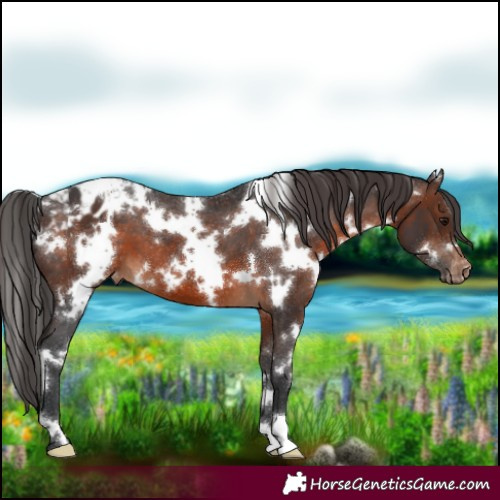 Horse Color:White Spotted Brown Appaloosa 
