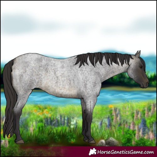 Horse Color:Buckskin Roan 