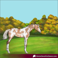 Horse Color:White Spotted Silver Brown Dun 