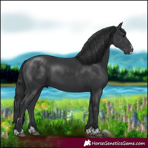 Horse Color:Black 