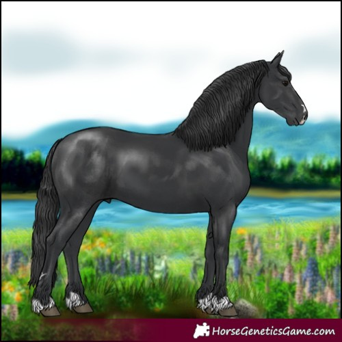 Horse Color:Black 