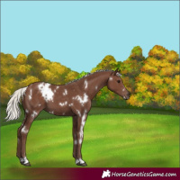 Horse Color:White Spotted Silver Black