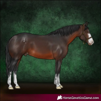 Horse Color:Brown Appaloosa 