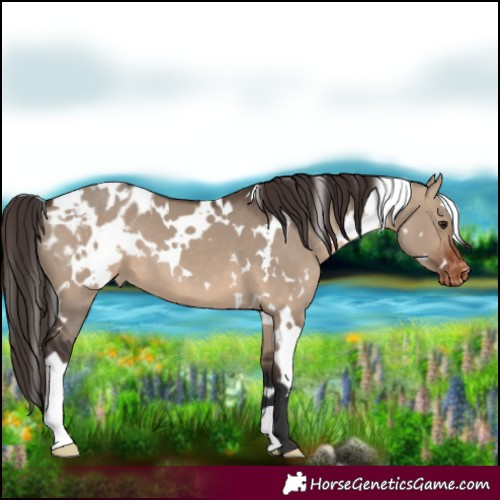 Horse Color:White Spotted Brown Dun Blanket