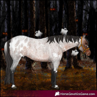 Horse Color:White Spotted Brown Roan Appaloosa