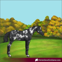 Horse Color:White Spotted Black