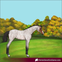 Horse Color:Brown Roan