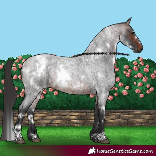 Horse Color:White Spotted Brown Roan 