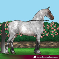 Horse Color:White Spotted Brown Roan