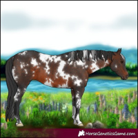 Horse Color:White Spotted Brown