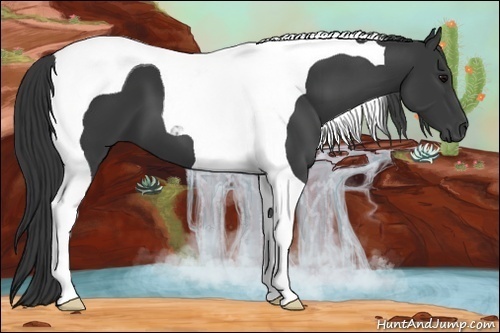 Horse Color:Black Tobiano