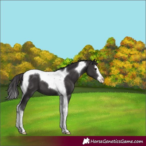 Horse Color:Smoky Black Splash Tobiano 