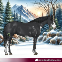 Horse Color:Black Sabino Rabicano 