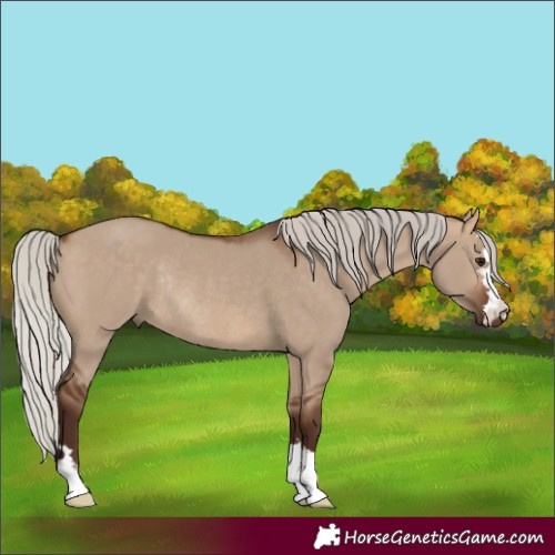 Horse Color:Silver Bay Dun Rabicano 