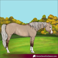 Horse Color:Silver Bay Dun Rabicano 