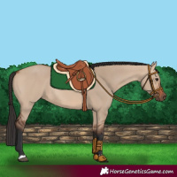 Horse Color:Bay Dun Rabicano 