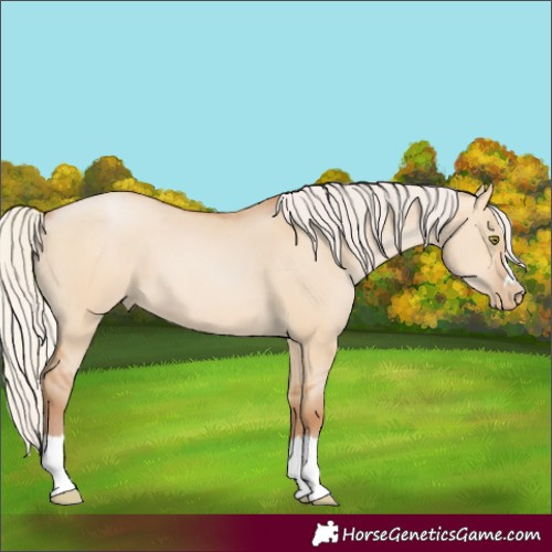 Horse Color:Silver Brown Pearl Dun 