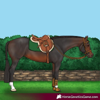 Horse Color:Brown 