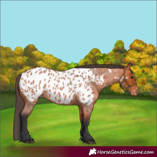 Horse Color:Bay Roan Near Leopard 
