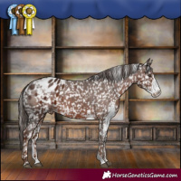 Horse Color:Liver Chestnut Sabino Appaloosa 