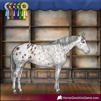Horse Color:Liver Chestnut Sabino Appaloosa 