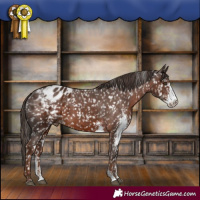 Horse Color:Liver Chestnut Sabino Appaloosa