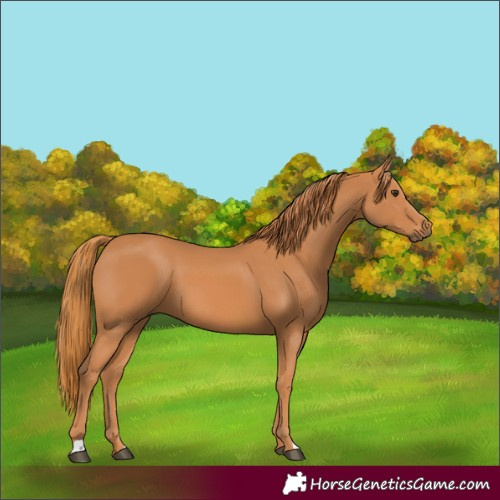Horse Color:Chestnut 