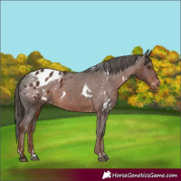 Horse Color:White Spotted Liver Chestnut Appaloosa Rabicano 