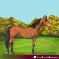 Horse Color:Bay 