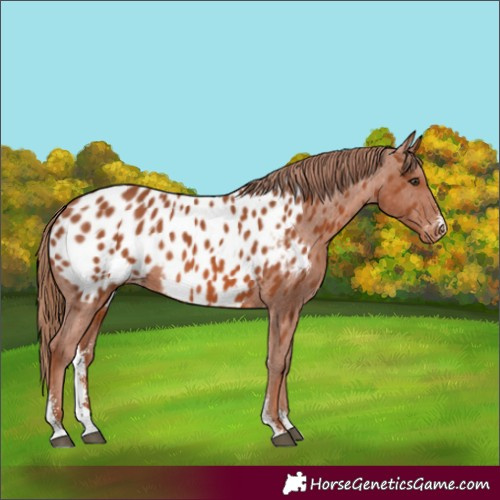 Horse Color:Chestnut Sabino Near Leopard Rabicano