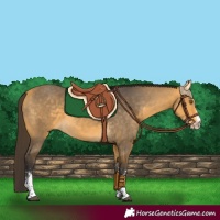 Horse Color:White Spotted Buckskin 