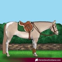 Horse Color:Liver Red Dun Sabino Tobiano Rabicano 