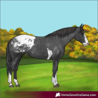 Horse Color:Black Sabino Tobiano Appaloosa 