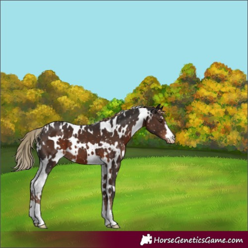 Horse Color:White Spotted Liver Chestnut Appaloosa 