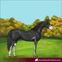 Horse Color:Black Sabino 