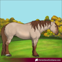 Horse Color:Unknown 