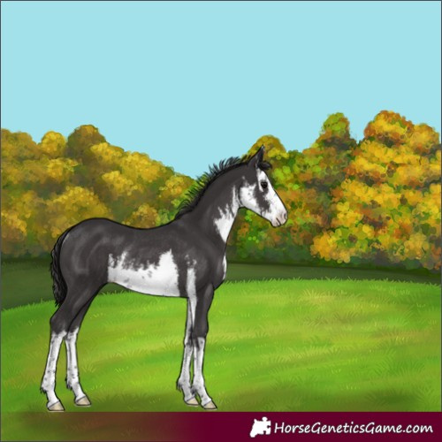Horse Color:White Spotted Smoky Black Rabicano 