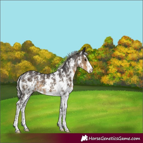 Horse Color:Silver Smoky Black Sabino 