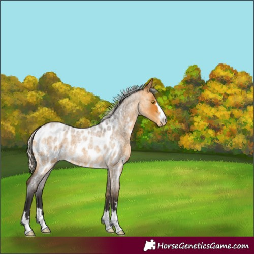 Horse Color:Silver Buckskin Roan Appaloosa