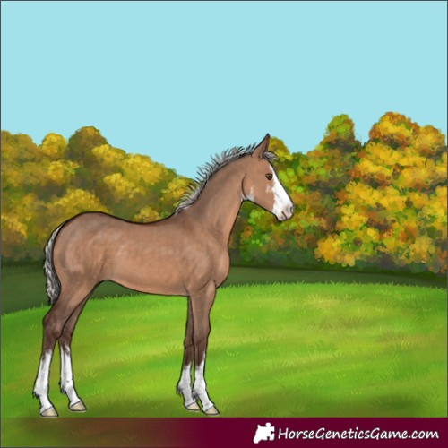 Horse Color:White Spotted Silver Brown Dun 