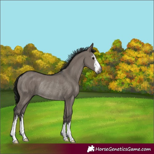 Horse Color:Gray White Spotted Smoky Grullo Rabicano 