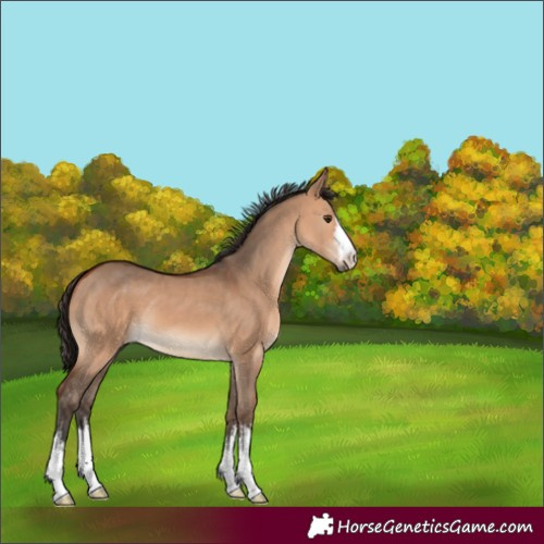Horse Color:White Spotted Bay Dun 